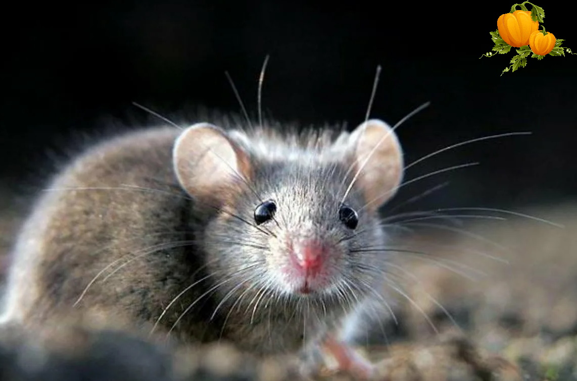 Diferencia entre rata y raton